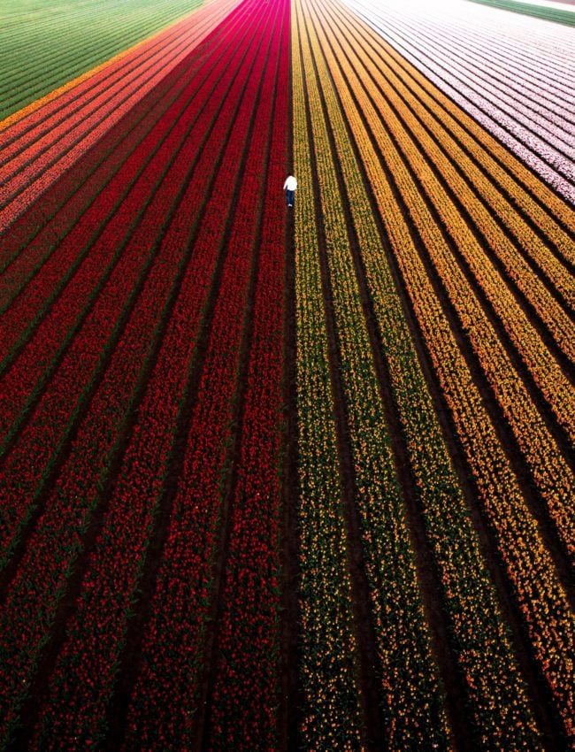 Spectacular Views The Dylan Amsterdam. Tulip fields in the Netherlands.